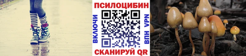 Купить закладки Елабуга Псилоцибиновые грибы Psilocybine cubensis